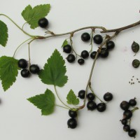 Click for 1 image(s) for this accession. Image