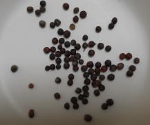 SEED