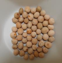 Click for 1 image(s) for this accession. SEED