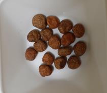 Click for 1 image(s) for this accession. SEED