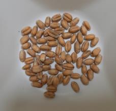 Click for 1 image(s) for this accession. SEED