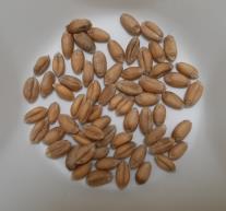 Click for 1 image(s) for this accession. SEED