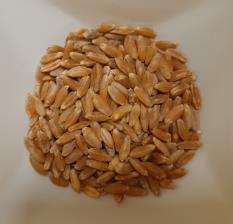 Click for 1 image(s) for this accession. SEED