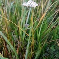 Click for 1 image(s) for this accession. Image