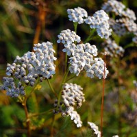 Click for 1 image(s) for this accession. Image