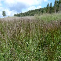 Click for 1 image(s) for this accession. Image