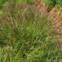 Click for 2 image(s) for this accession. Image