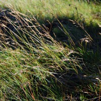 Click for 1 image(s) for this accession. Image