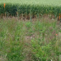 Click for 4 image(s) for this accession. Image