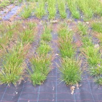 Click for 2 image(s) for this accession. Image