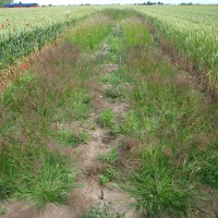 Click for 1 image(s) for this accession. Image