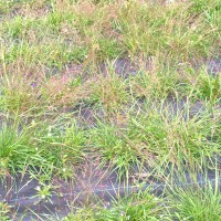 Click for 3 image(s) for this accession. Image