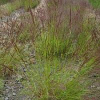 Click for 2 image(s) for this accession. Image