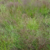 Click for 6 image(s) for this accession. Image