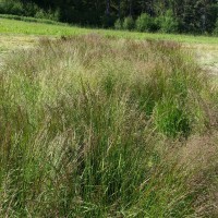 Click for 2 image(s) for this accession. Image