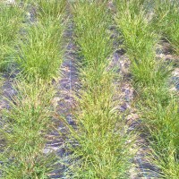 Click for 3 image(s) for this accession. Image