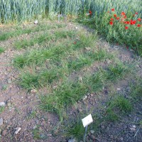 Click for 4 image(s) for this accession. Image