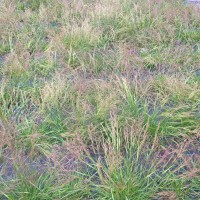 Click for 3 image(s) for this accession. Image