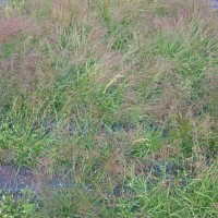 Click for 3 image(s) for this accession. Image