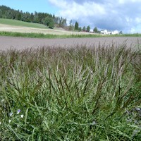 Click for 1 image(s) for this accession. Image