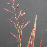 Click for 1 image(s) for this accession. Image