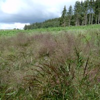 Click for 1 image(s) for this accession. Image