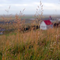 Click for 1 image(s) for this accession. Image