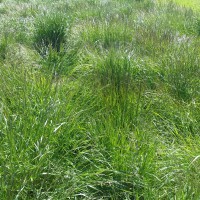 Click for 2 image(s) for this accession. Image