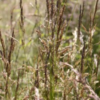Click for 2 image(s) for this accession. Image
