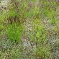 Click for 2 image(s) for this accession. Image