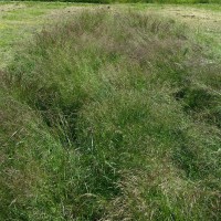 Click for 2 image(s) for this accession. Image