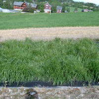 Click for 2 image(s) for this accession. Image