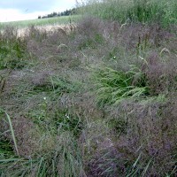 Click for 1 image(s) for this accession. Image