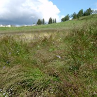 Click for 1 image(s) for this accession. Image