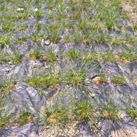 Click for 2 image(s) for this accession. Image