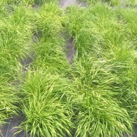 Click for 2 image(s) for this accession. Image