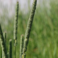 Click for 2 image(s) for this accession. Image