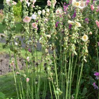 Click for 2 image(s) for this accession. Image