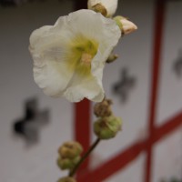 Click for 1 image(s) for this accession. Image