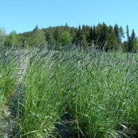 Click for 2 image(s) for this accession. Image