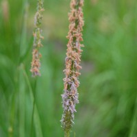Click for 2 image(s) for this accession. Image