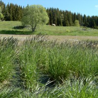 Click for 2 image(s) for this accession. Image