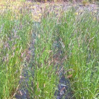 Click for 2 image(s) for this accession. Image