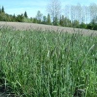 Click for 1 image(s) for this accession. Image