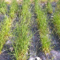 Click for 1 image(s) for this accession. Image