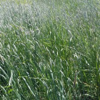 Click for 2 image(s) for this accession. Image