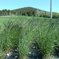 Click for 5 image(s) for this accession. Image