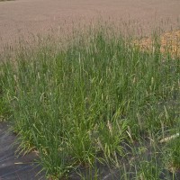 Click for 3 image(s) for this accession. Image