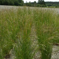 Click for 2 image(s) for this accession. Image