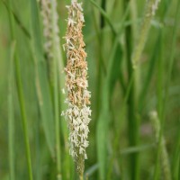 Click for 2 image(s) for this accession. Image